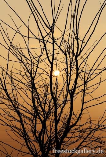 Sonnenaufgang - kahler Baum
