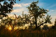 Sonnenaufgang, Baum, Wiese, Natur- gratis Foto zum Download