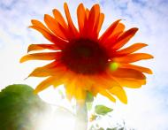 Sonnenblume im Gegenlicht - kostenloses Bild | freestockgallery