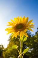 Sonnenblume in der Natur  - gratis Bild zum Herunterladen