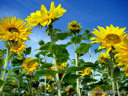 Blauer Himmel und ein Sonnenblumenfeld im Sommer oder Herbst