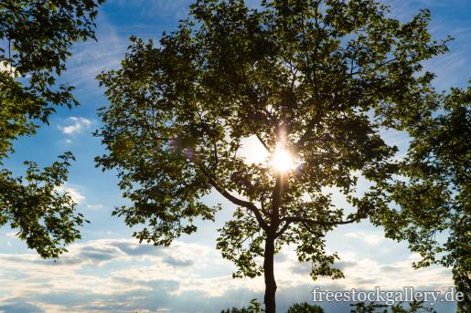 Sonnenstrahlen und ein Baum