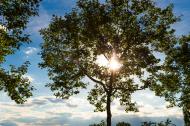 Sonne strahlt durch einen Baum - kostenlose Bilder herunterladen