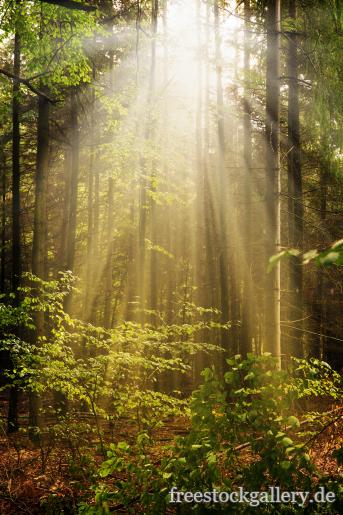 Sonnenstrahlen brechen durch den Wald