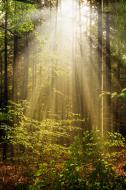 Sonnenlicht bricht durch den Wald - gratis Bild