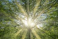 Sonnenstrahlen strahlen durch einen Baum - kostenloses Bild