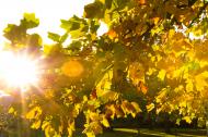 Sonnenstrahlen im Herbst - gratis Foto zum Herunterladen