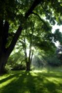Sonnenstrahlen, Natur, Baum - kostenloses Bild zum Download