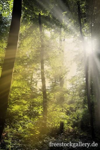 Sonnenstrahlen brechen durch den Wald