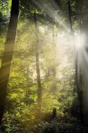 Sonnenstrahlen brechen durch den Wald - gratis Fotos Download