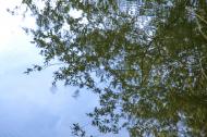 Spiegelbild von BlÃ¤ttern, Ã„sten und Zweigen - kostenloses Bild