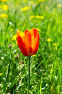 Tulpe auf einer Wiese in der Natur - kostenlose Bilder