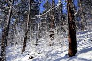 Verschneite BÃ¤ume im Wald an einem Hang - gratis Foto 