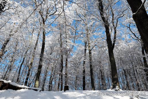 Verschneite BÃ¤ume und Ã„ste im Wald - Schnee und blauer Himmel
