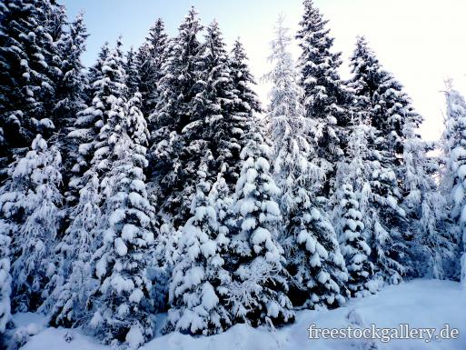 Verschneite Tannen - Winterbild