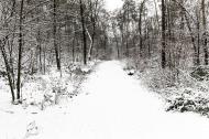 Verschneiter Wald - gratis Foto zum Herunterladen