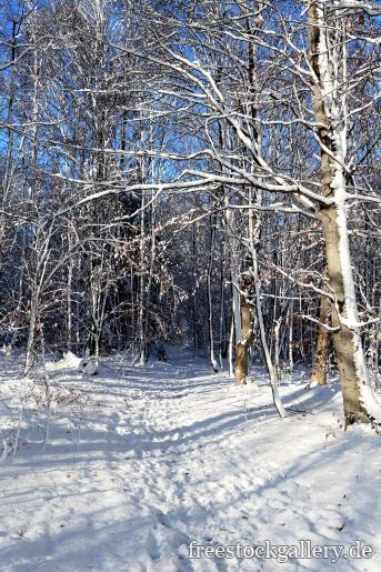 Verschneiter Weg im Wald - Winterbild