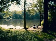 Waldsee im Sommer - kostenloses Bild zum Herunterladen