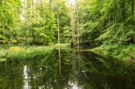 Waldsee und die grÃ¼ne Natur - gratis Foto zum Download