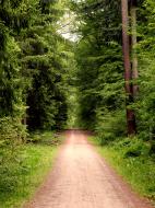 Waldweg in der Natur - kostenloses Bild | freestockgallery