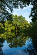 Wasserspiegelung, Baum, Natur - gratis Bild Download | freestockgallery