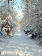 Weg im Schnee - Winterbild im Wald kostenlos