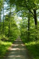 Weg im Wald - gratis Bild Download | freestockgallery