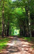 Weg im Wald - kostenloses Bild | freestockgallery