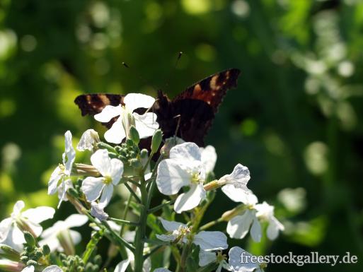 WeiÃŸe BlÃ¼ten mit Schmetterling - lizenzfreies Bild zum Download