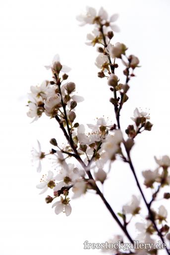 Weiße Blüten und Knospen an dÃ¼nnen Ã„sten