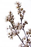 Weiße Blüten und Knospen - gratis Foto