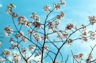 Weiße Blüten am Baum mit türkisen Himmel - gratis Foto zum Download