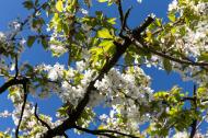 WeiÃŸe KirschblÃ¼ten am Baum- kostenlose Bilder | freestockgallery