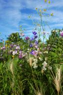 Wildblumen - gratis Foto zum Download | freestockgallery