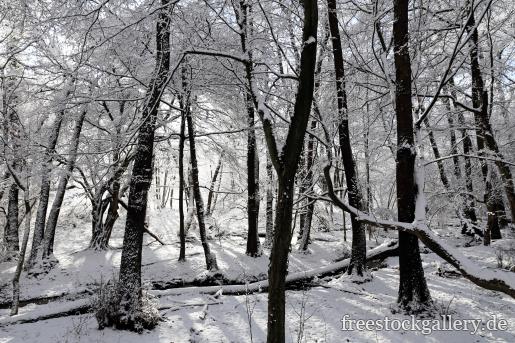 Winter im Wald - schwarz-weiÃŸ Bild