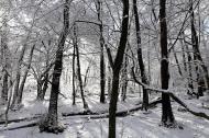 Winter im Wald - schwarz-weiÃŸ Bild | freestockgallery