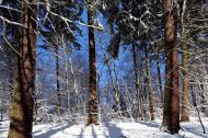 Winter im Wald - gratis Foto | freestockgallery