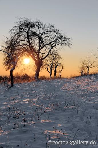Winterlandschaft - Baum, Schnee und ein Sonnenuntergang 