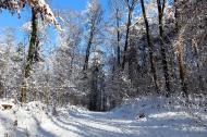 Winterlandschaft im Wald - kostenloses Bild | freestockgallery
