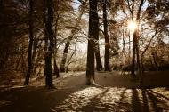Sonnenuntergang im Winterwald - gratis Foto | freestockgallery