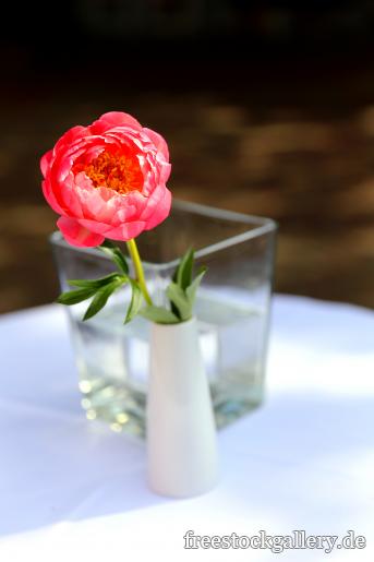 Rote Blume in einer weiÃŸen Vase
