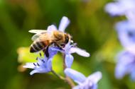 Biene auf einer BlÃ¼te - gratis Foto zum Download