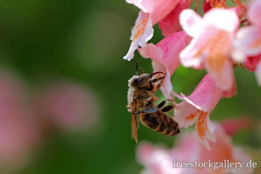 Biene beim Pollensammeln und BestÃ¤uben