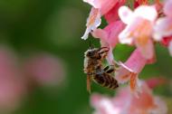 Biene beim BestÃ¤uben - kostenloses Bild