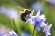 Biene auf einer Blume - kostenlose Bilder | freestockgallery