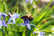 Biene auf einer Blumenwiese - gratis Foto | freestockgallery