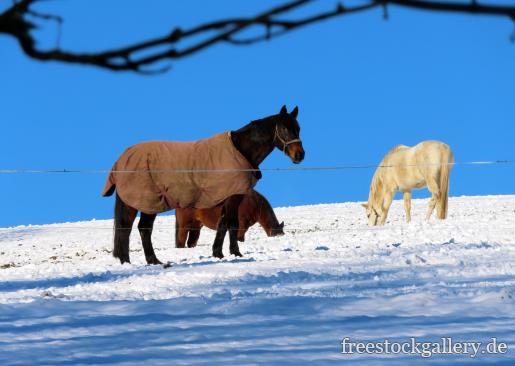 Drei Pferde im Winter und Schnee
