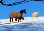 Drei Pferde im Winter