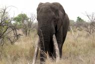 Elefant mit groÃŸen StoÃŸzÃ¤hnen - kostenloses Foto