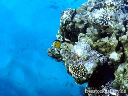Zwei kleine gelbe Fische zwischen Korallen im blauen Meer